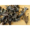 Fucus Hojas
