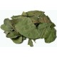 Te hojas de laurel secas infusion comprar precio herbolariomalvarosa.com Laurel seco